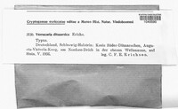Image of Verrucaria ditmarsica
